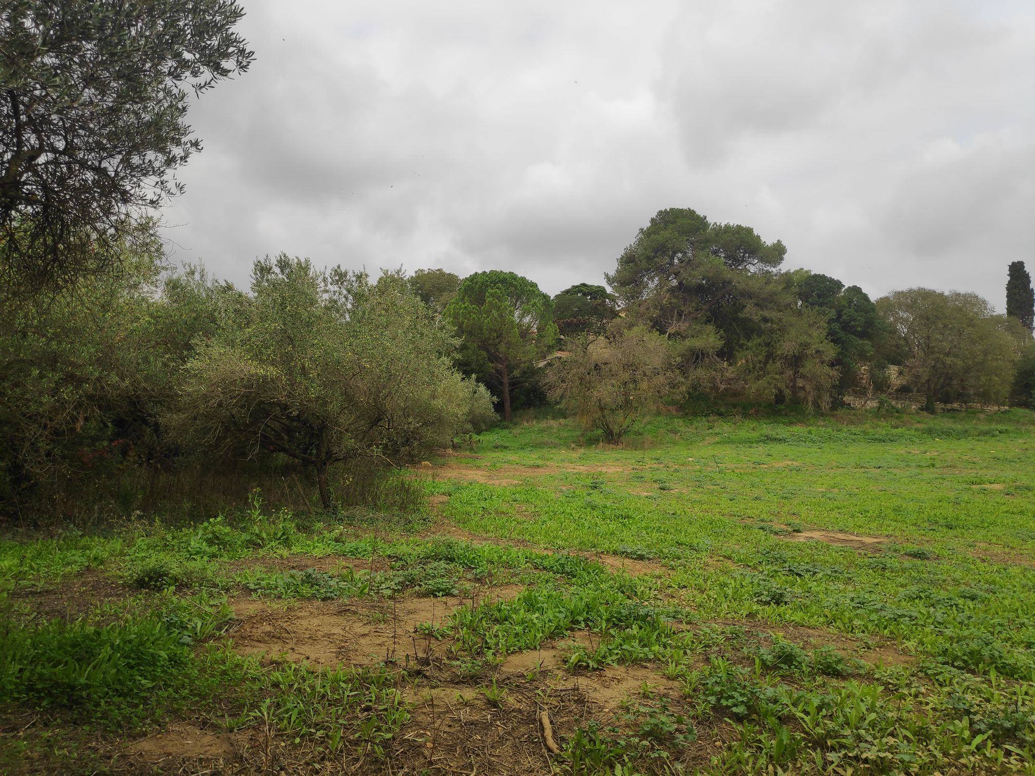 Terrain 430m² viabilisé au coeur d’une oliveraie à Sauzet